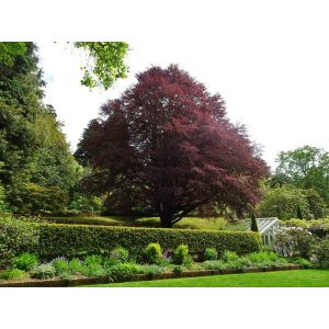 Buk lesný (Fagus sylvatica) ´PURPLE FOUNTAIN´ - výška 250-300 cm, kont. C55L 